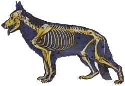 Knochenbau und Gerüst des Schäferhundes